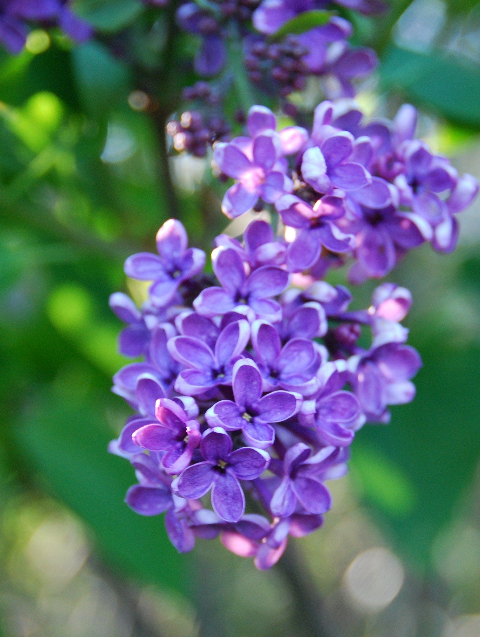 Lilac | Purple Flower | Purple