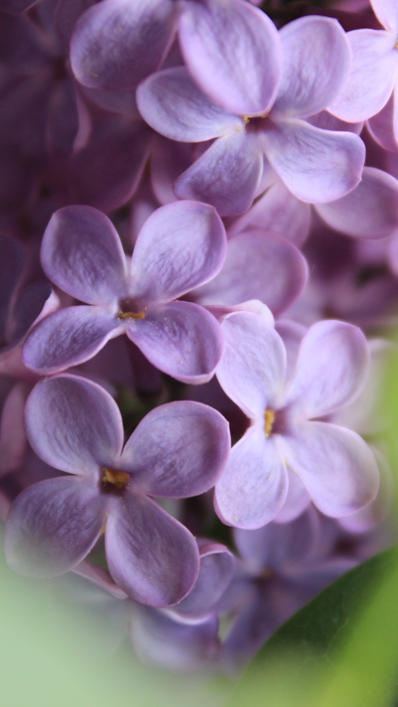 Lilac | Purple | Lilac Purple