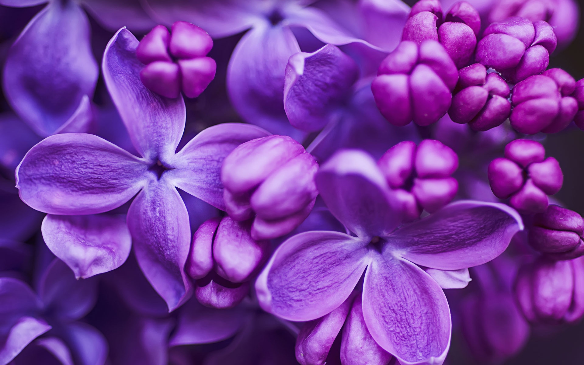 Purple Flowers - Purple - Nature