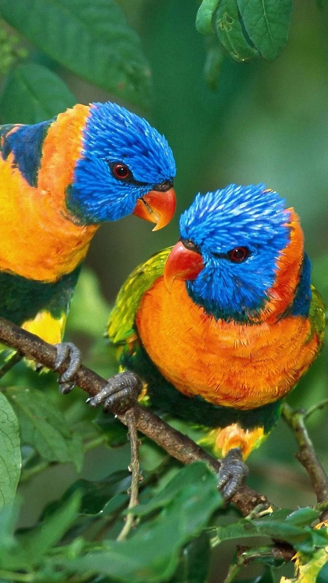 Love Birds | Love