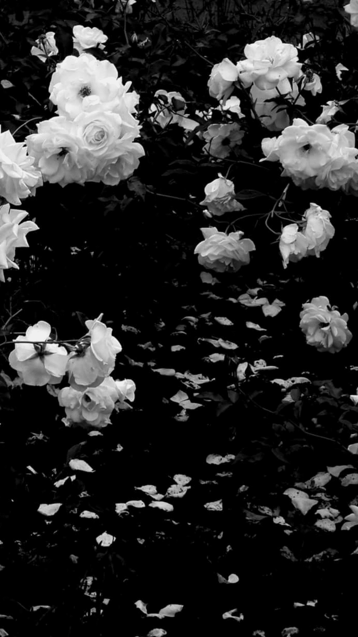 Black Aesthetic | Black Aesthetic Flowers