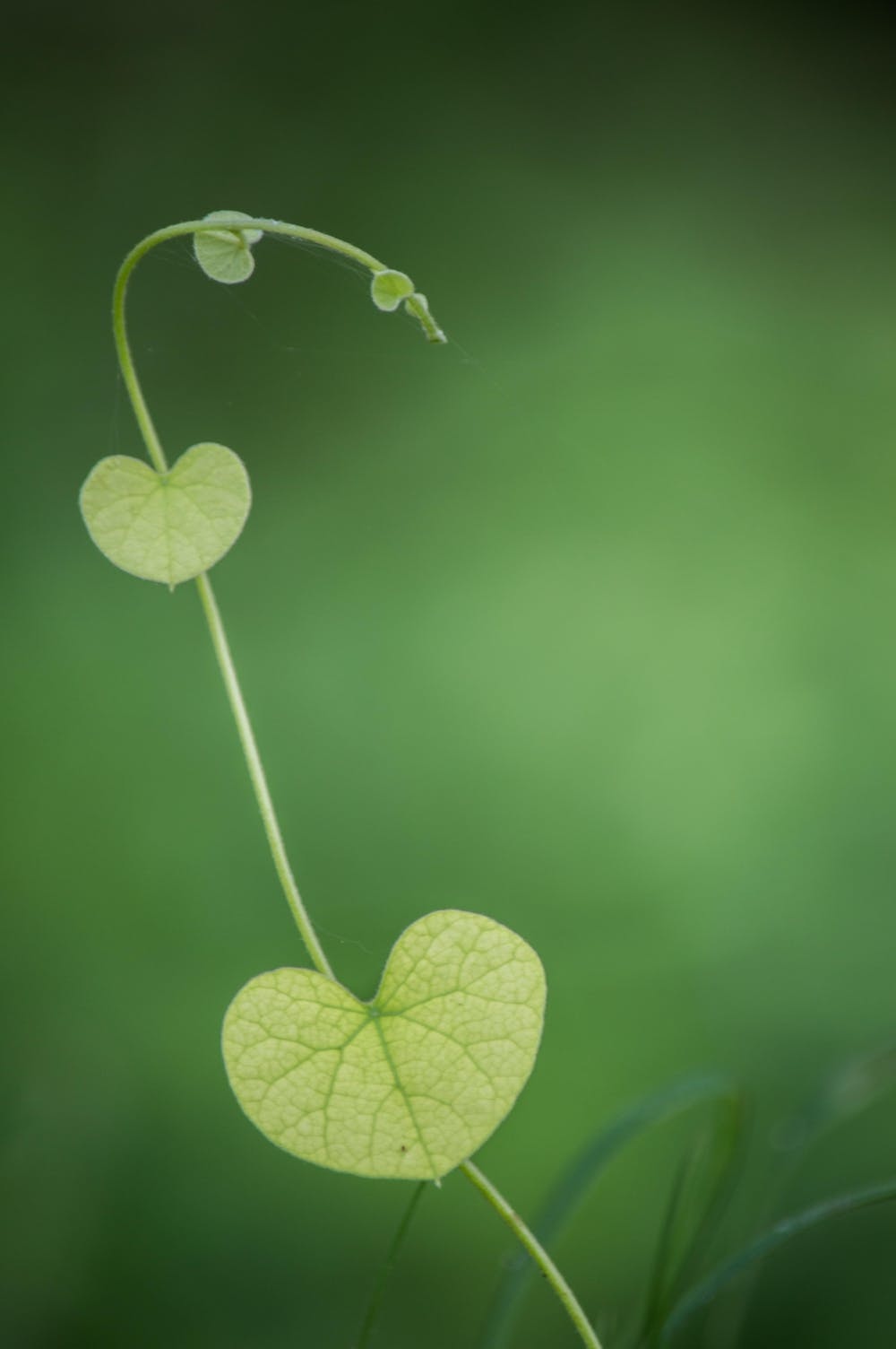 Green Heart | Heart
