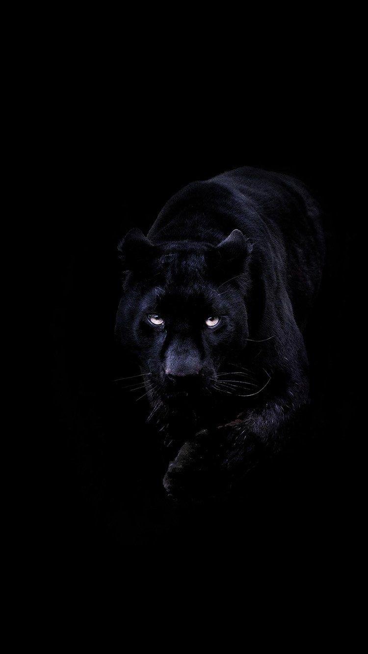 Dark Black panther