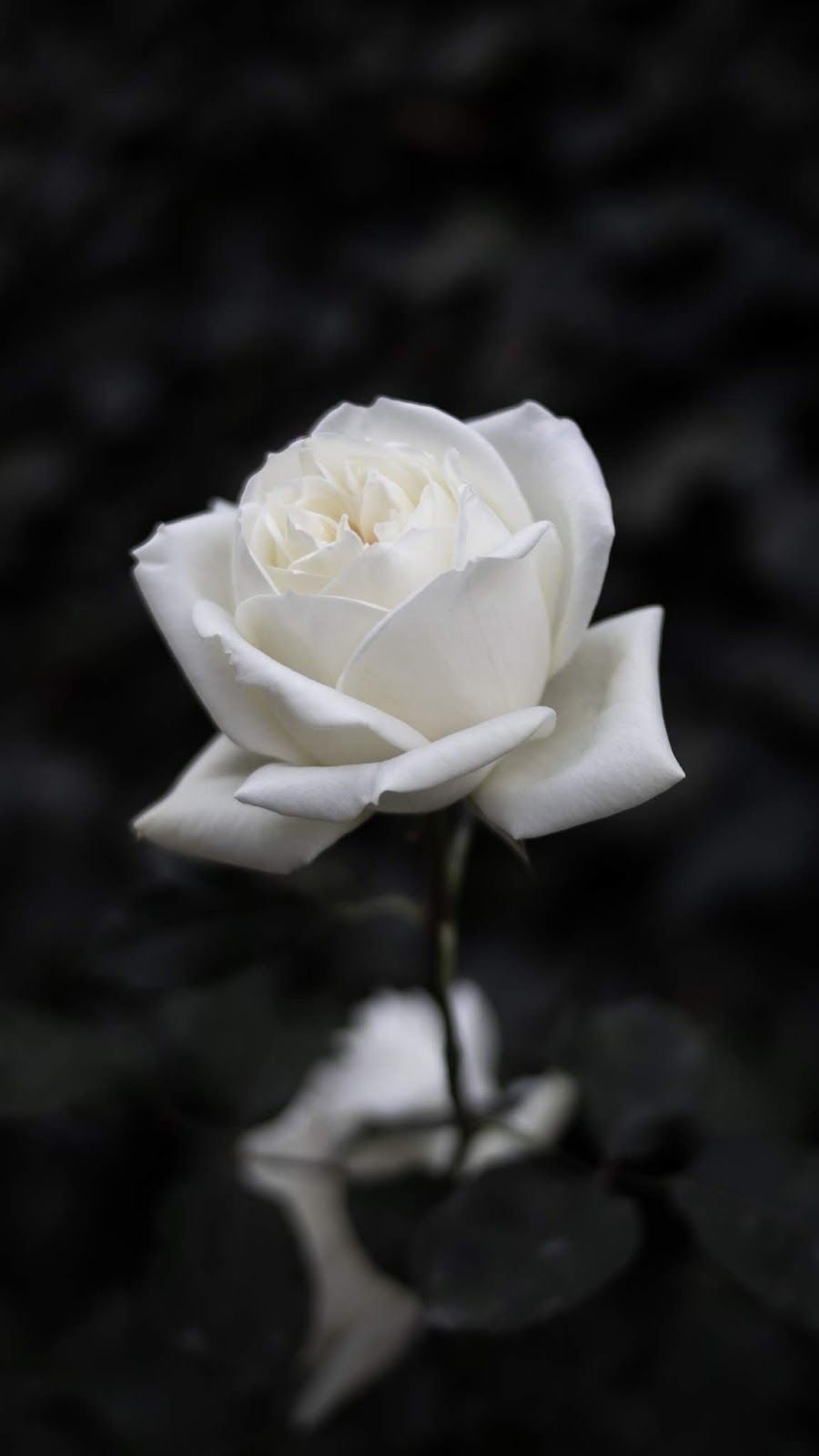 Aesthetic White Rose