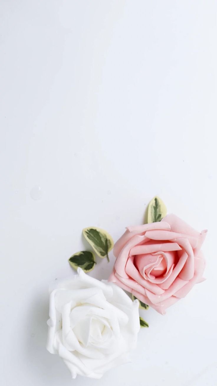 White And Pink Rose