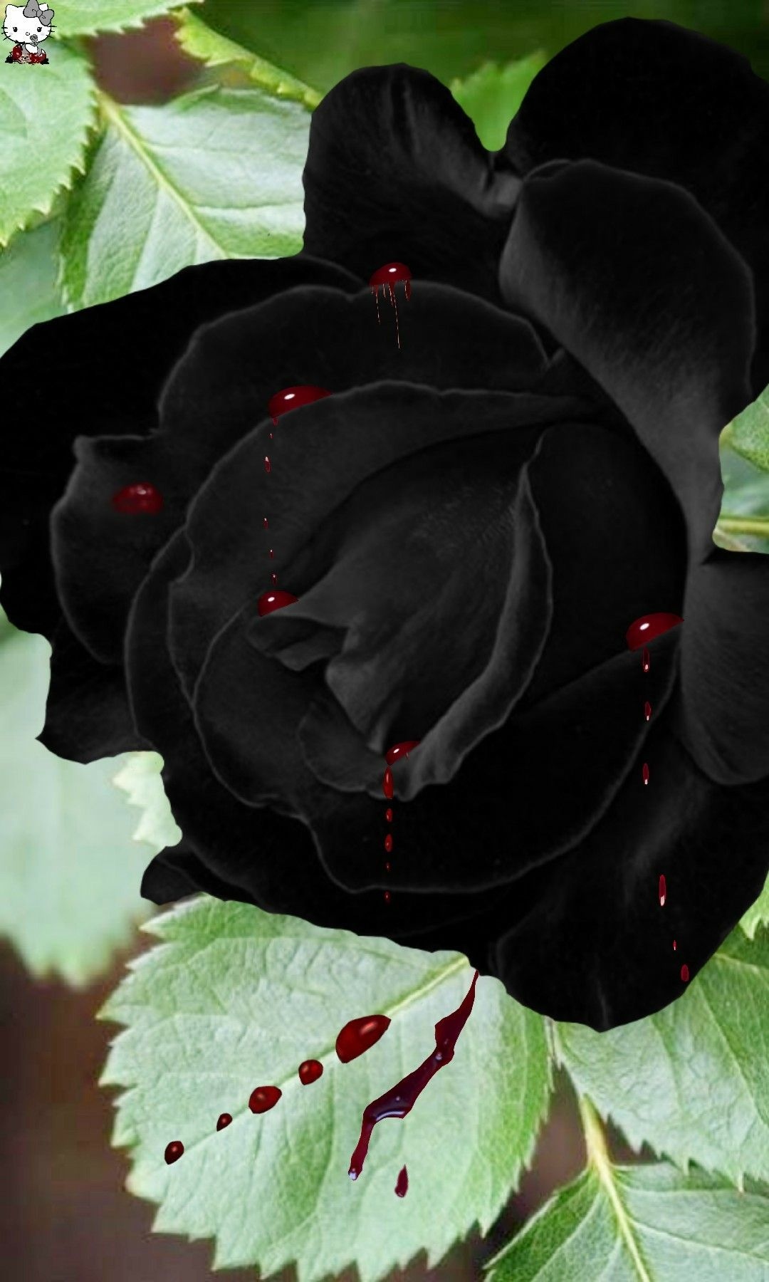 Black Rose | Adorable | Black Rose Adorable