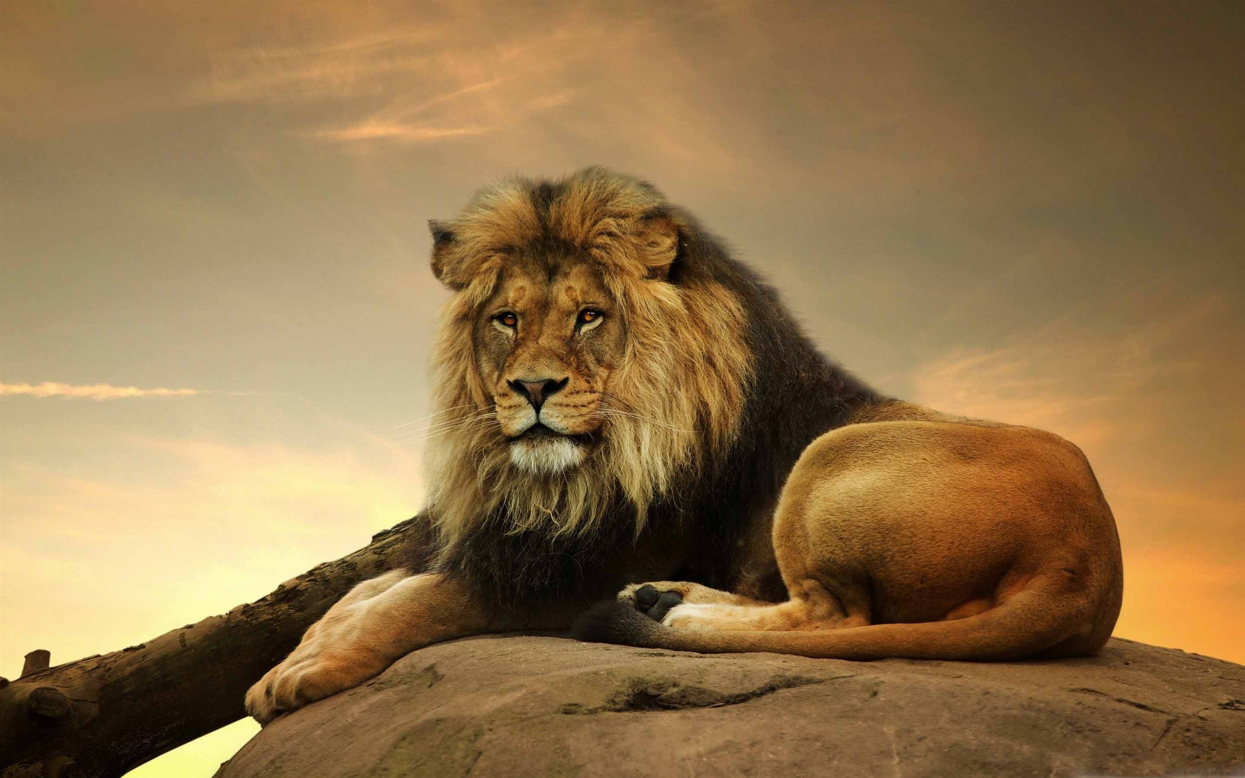 Lion Photo - Lion - HD Background