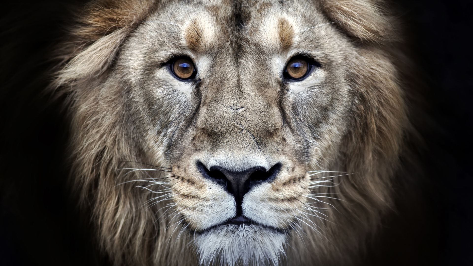 Lion Photo - Lion Face - HD Background