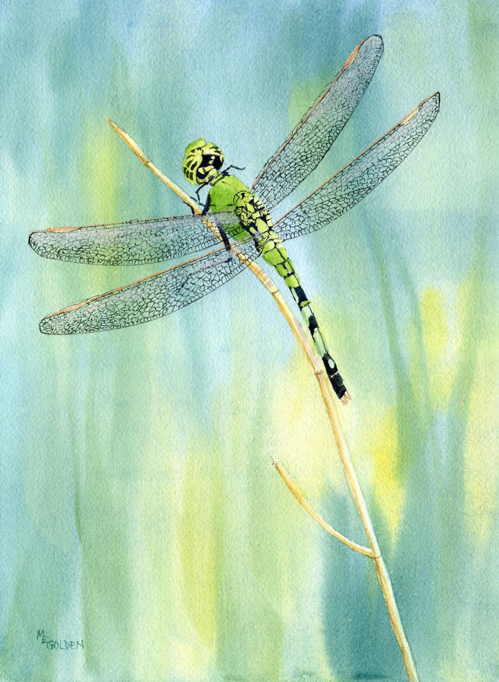 Dragonfly | Drawing