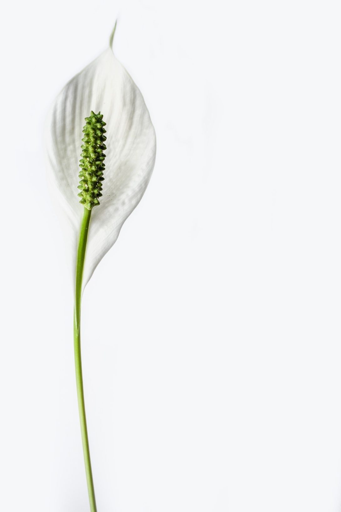 White Background | White Aesthetic