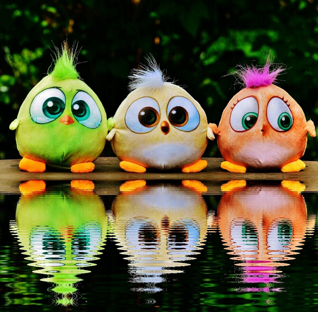 Angry Birds - Cute Birds - Reflection