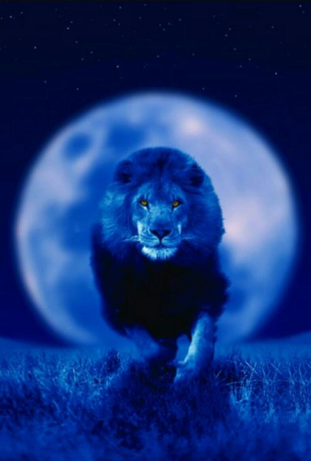 Blue Lion | Animal