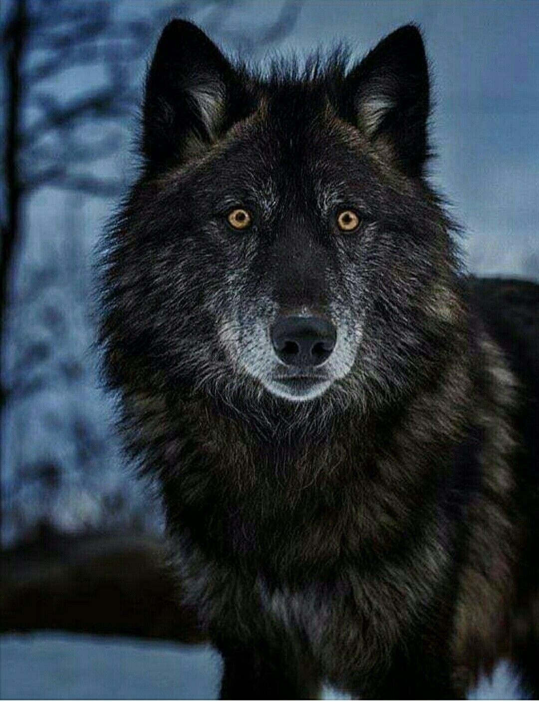 Wolf | Wild Animal