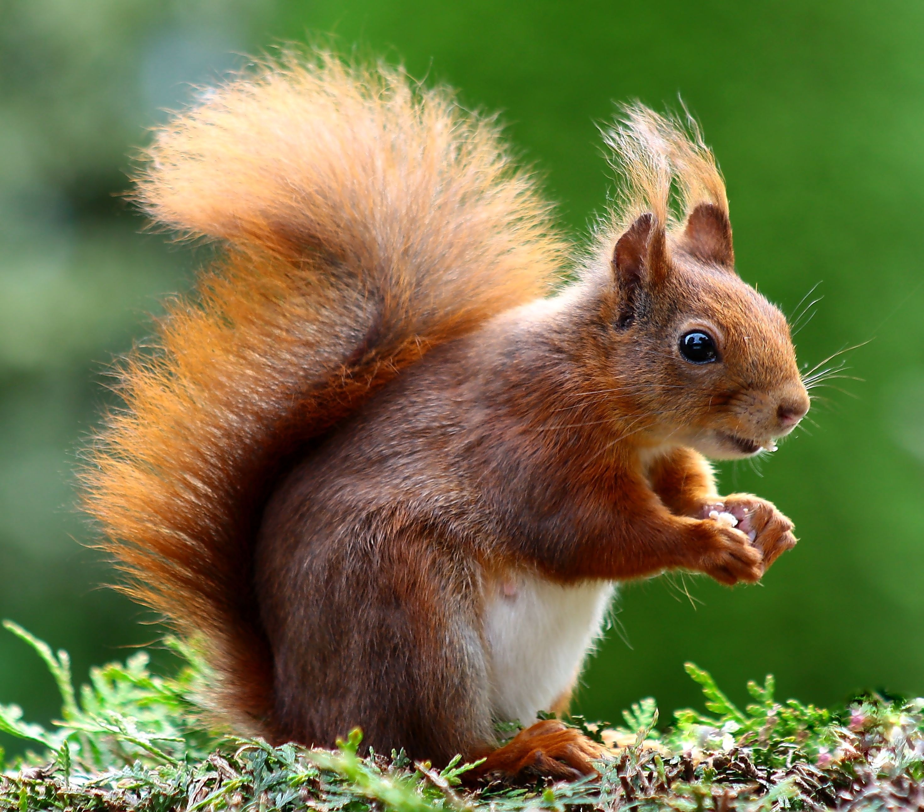 Cute Animals - Squirrel
