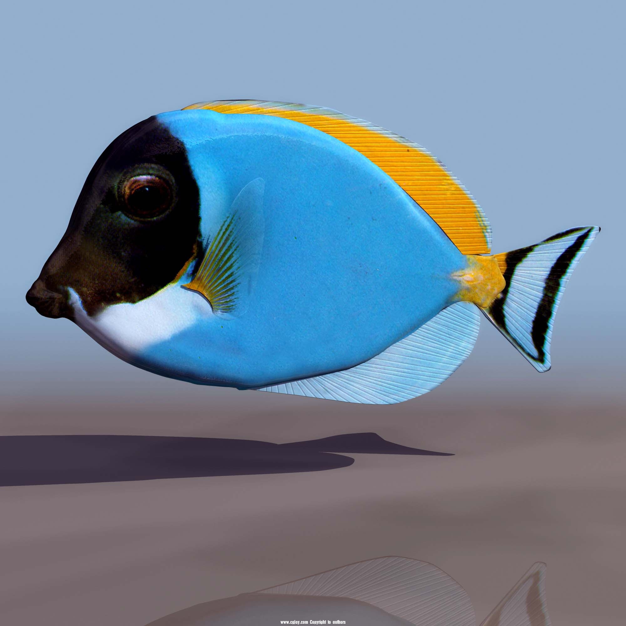 Blue And Black Fish 3d Live