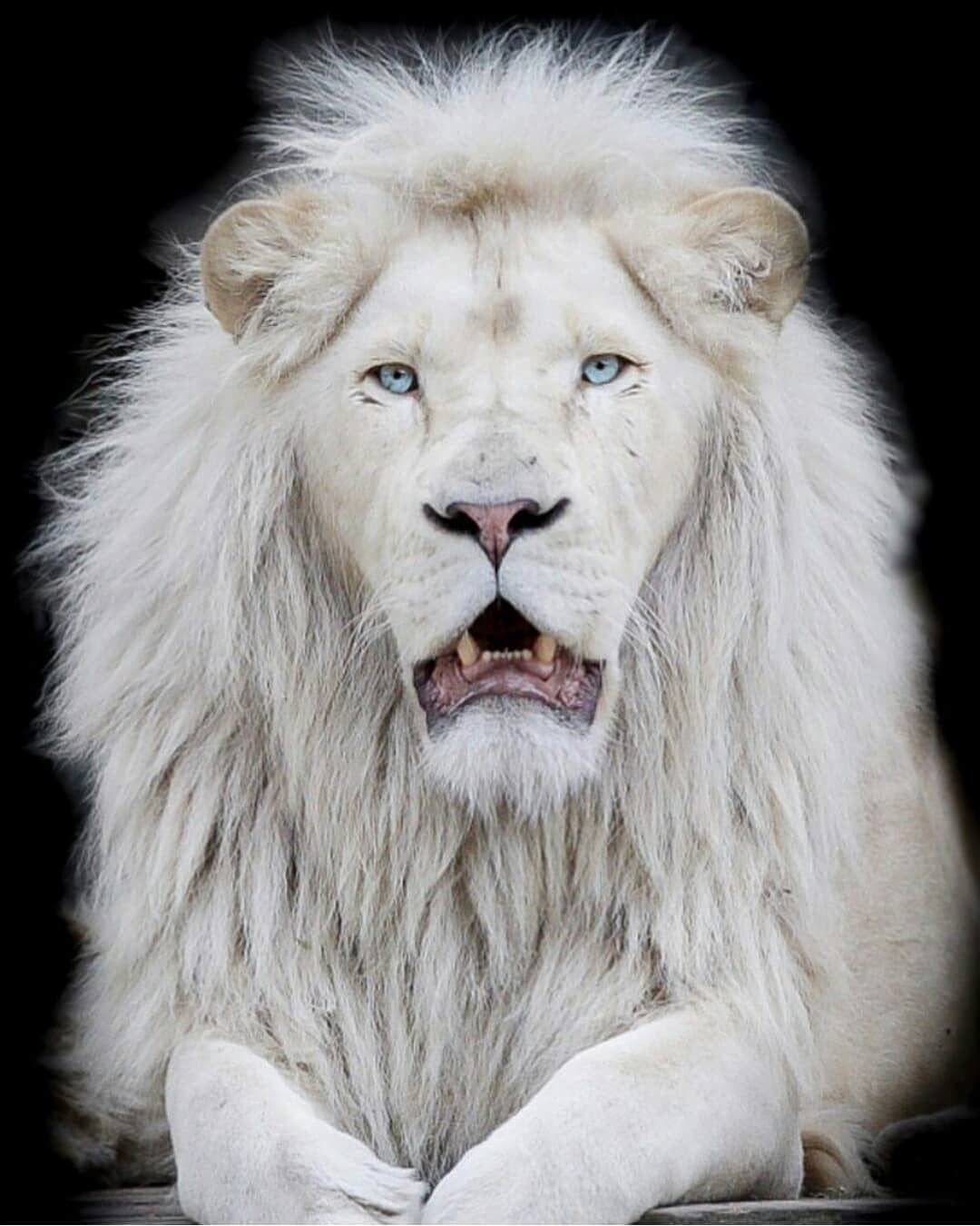 White Lion | Asian Animal