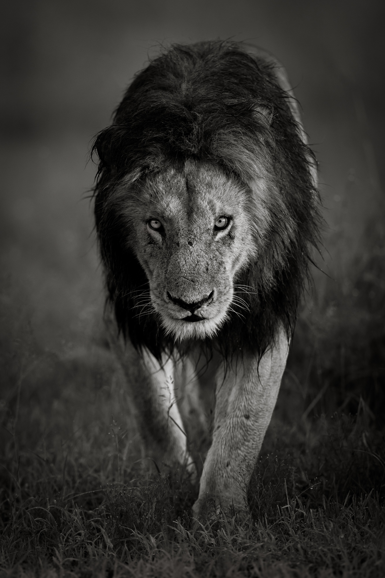 Black Lion | Animal | King