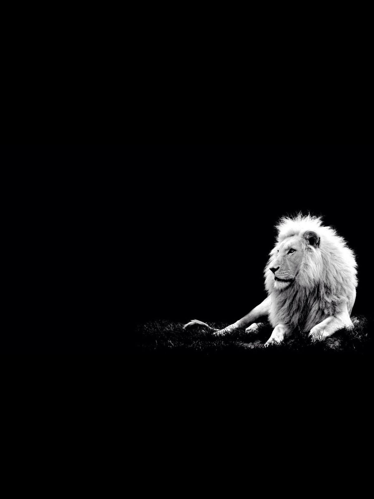 Black Lion | Animal