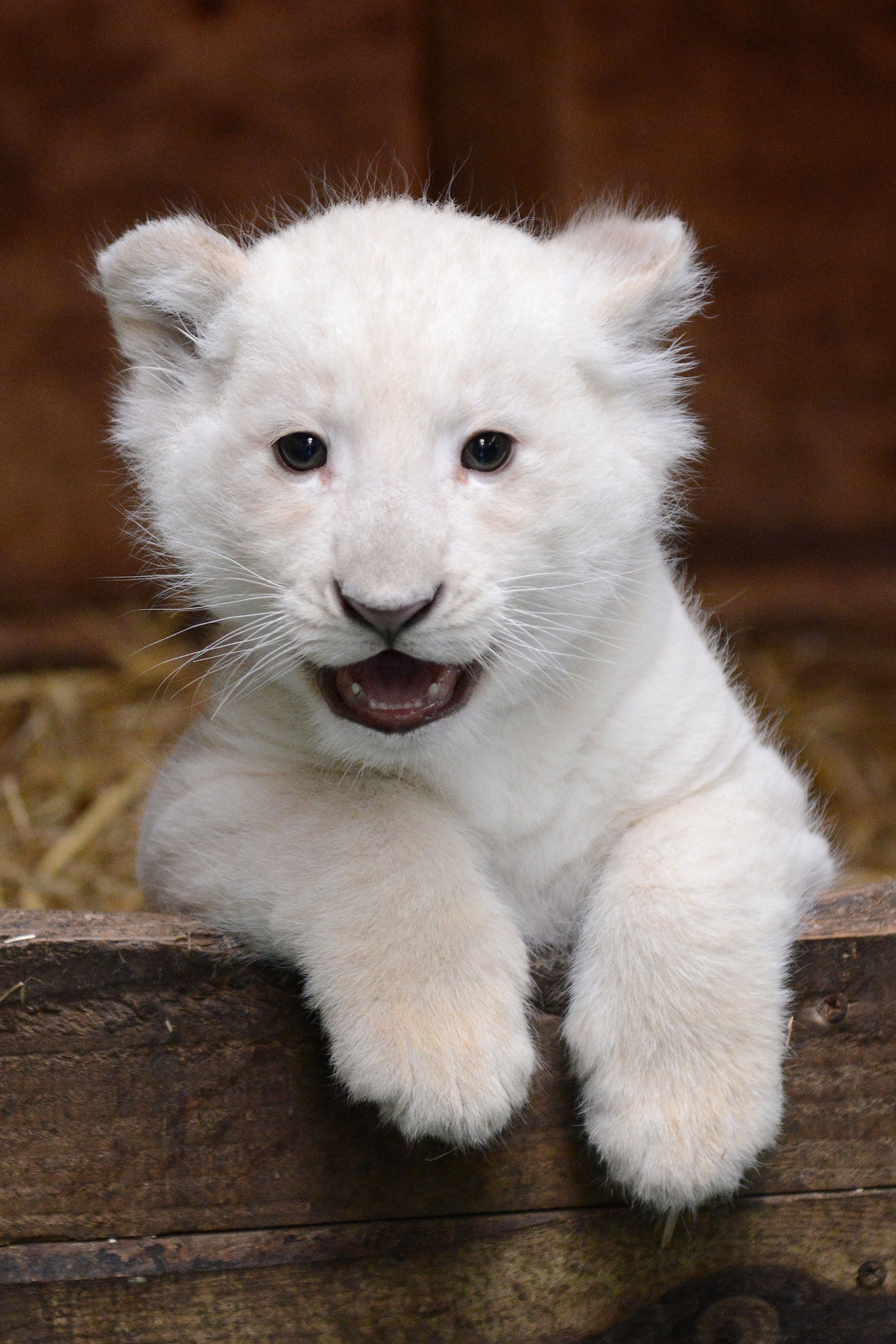 White Lion | Cub