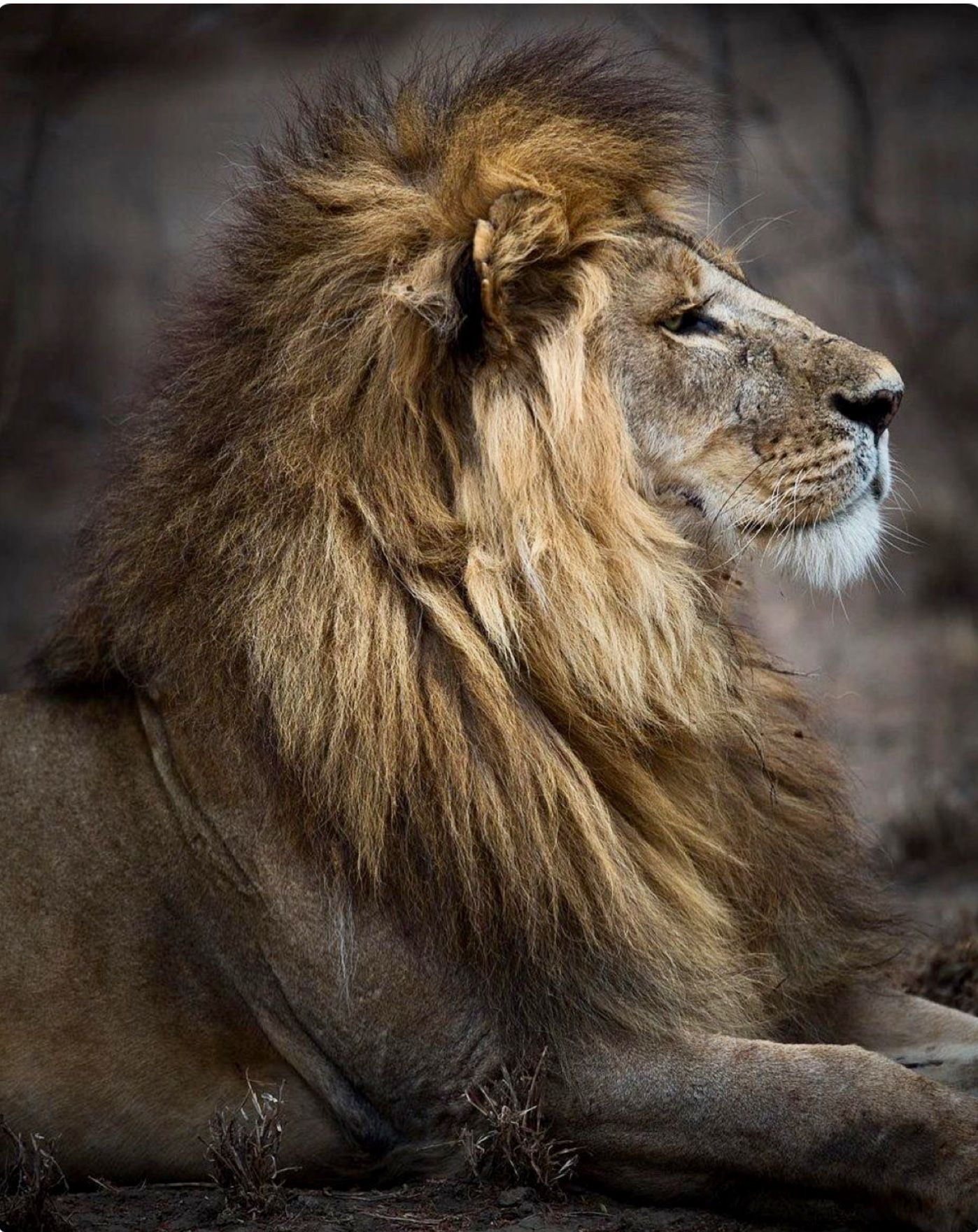 Lion | Animal
