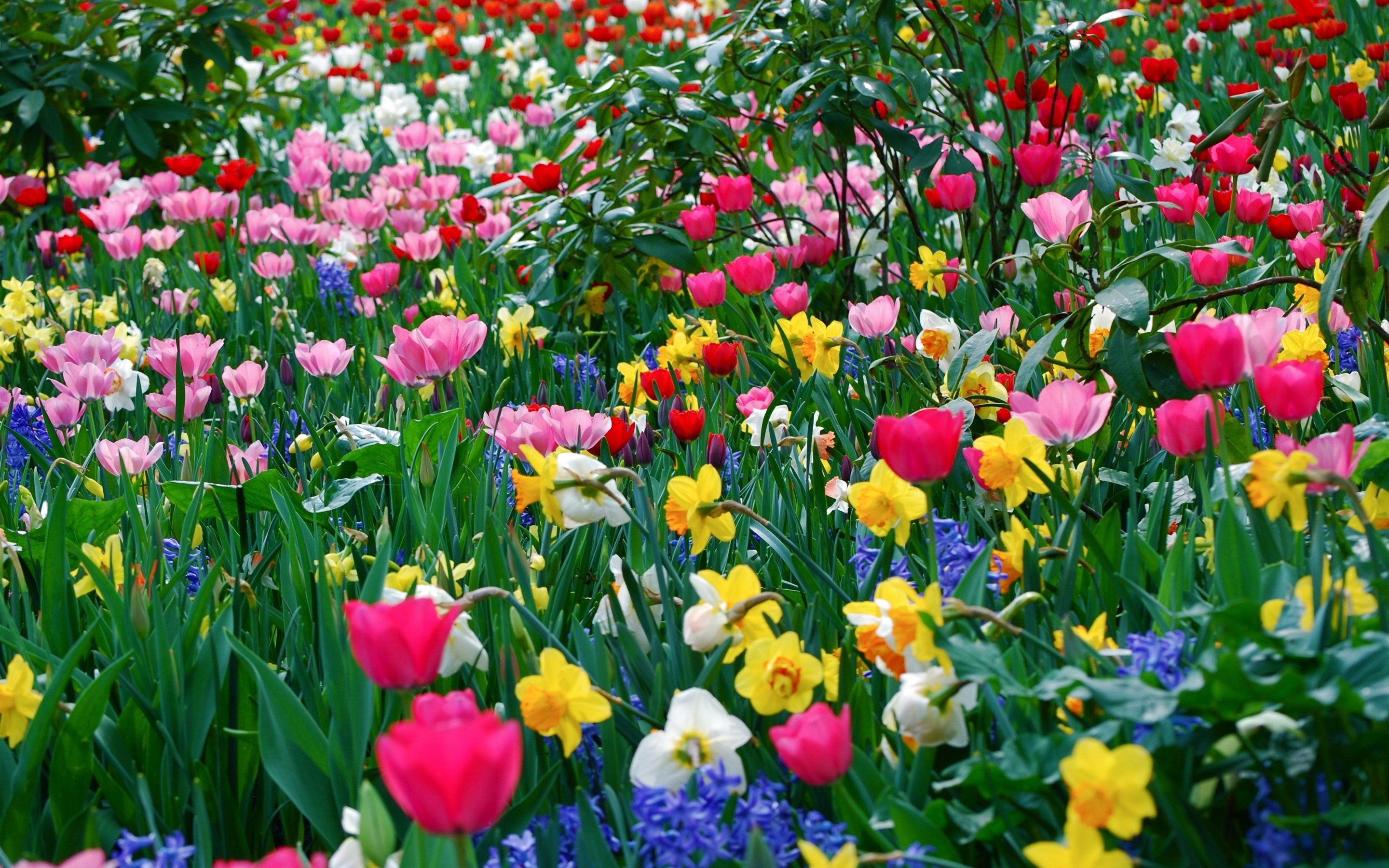 Spring Flowers - Colorful Flowers - Garden