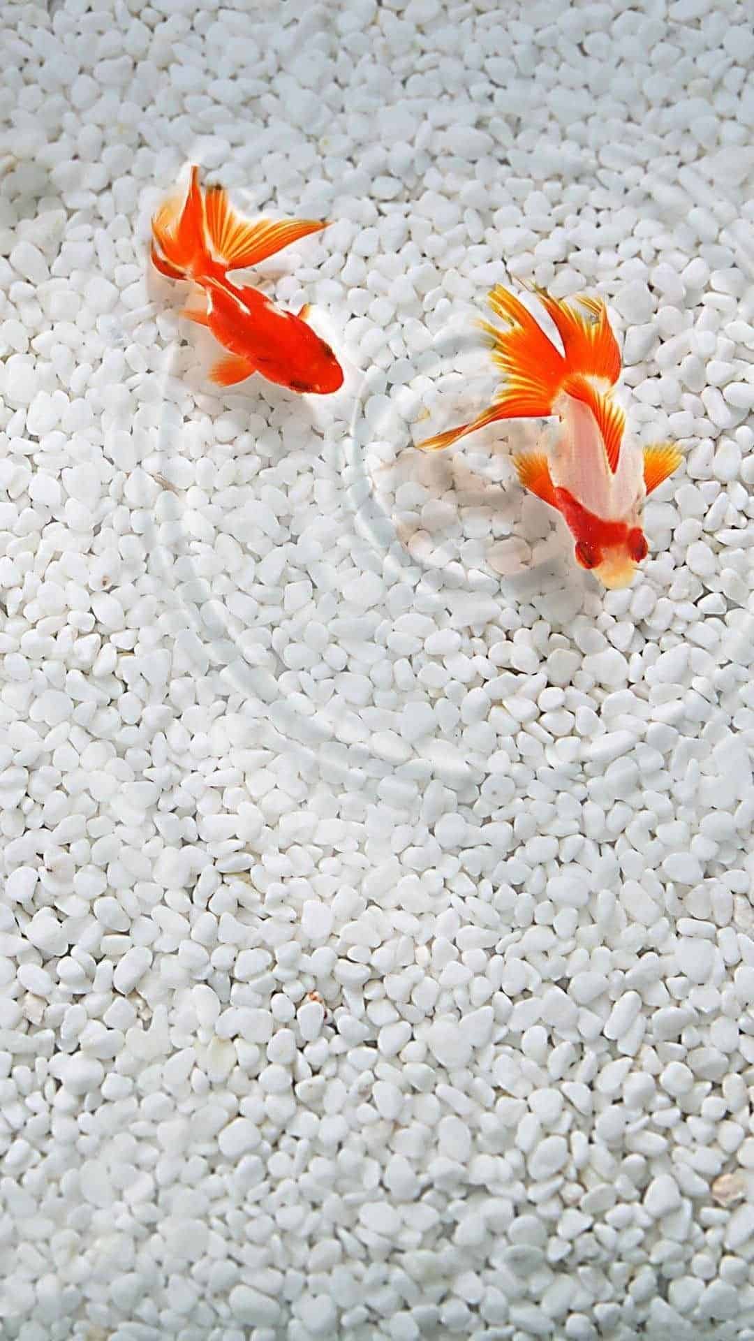 Gold Koi Fish
