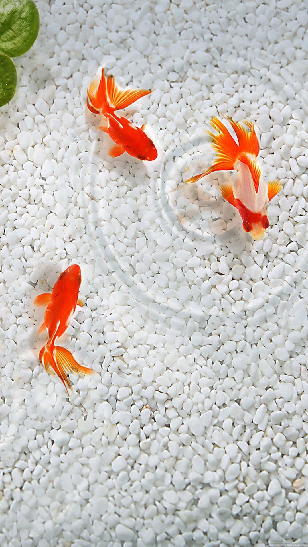 Goldfish And Koi Fish