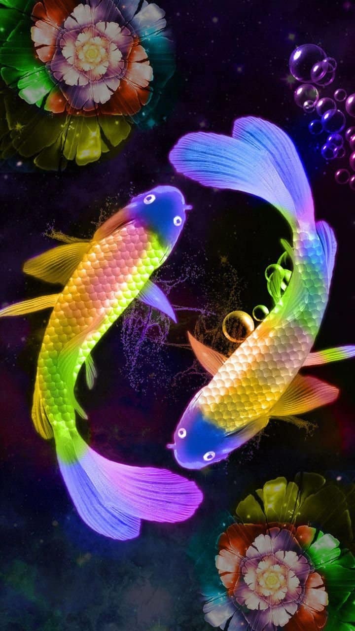 Colourful Koi Fish