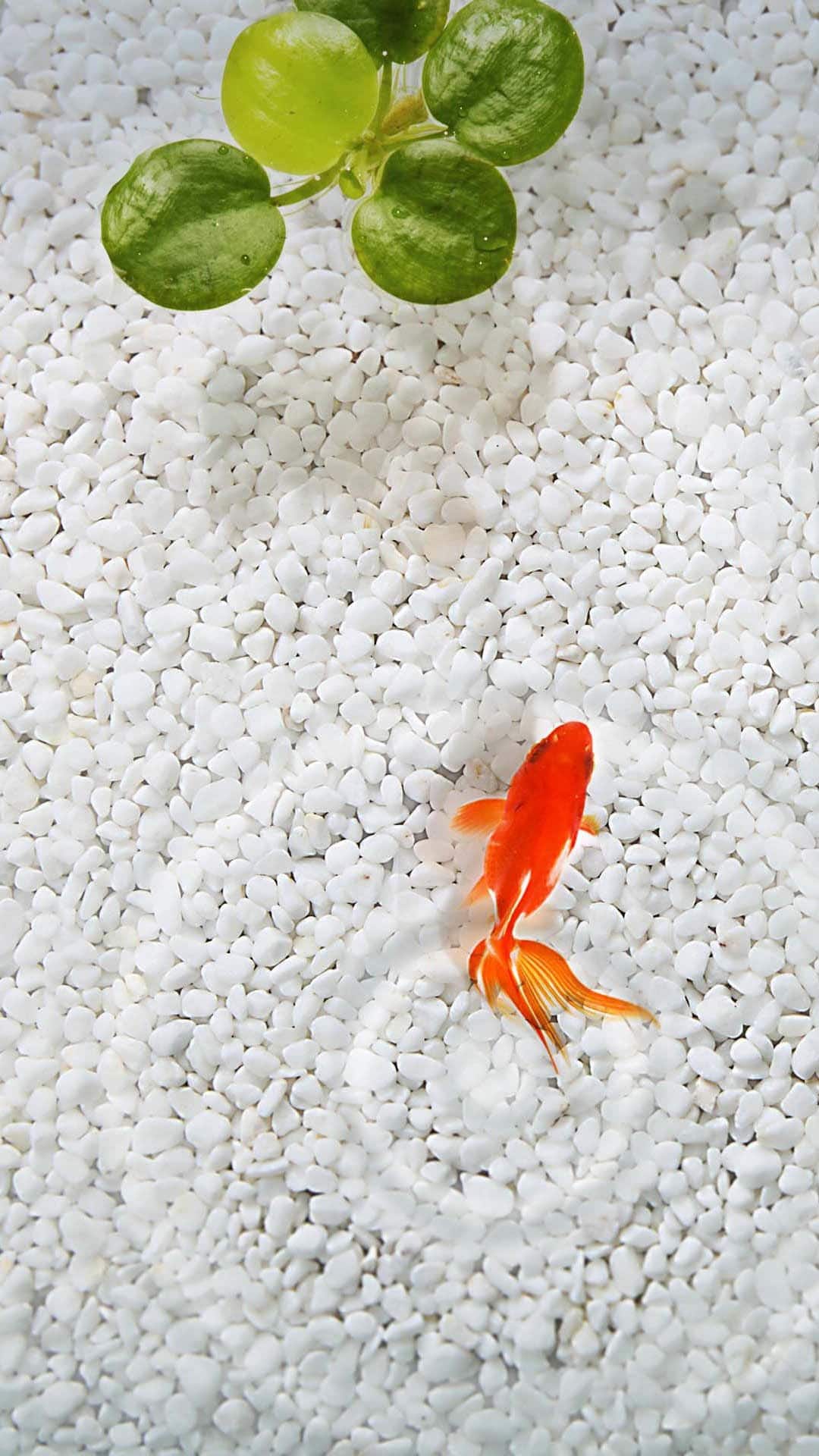 Gold Fish In Pond