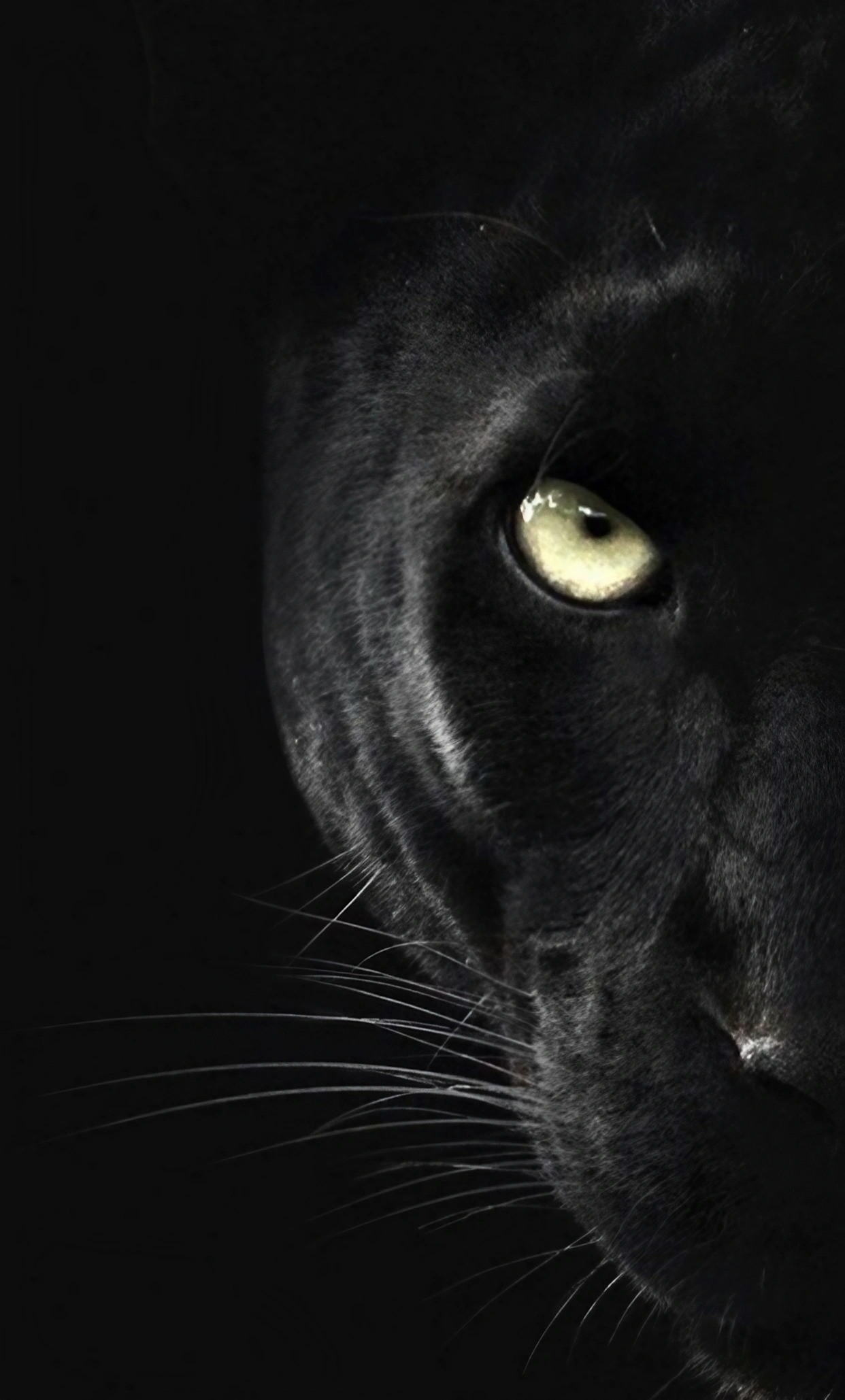 Black Panther Animal - Half Face