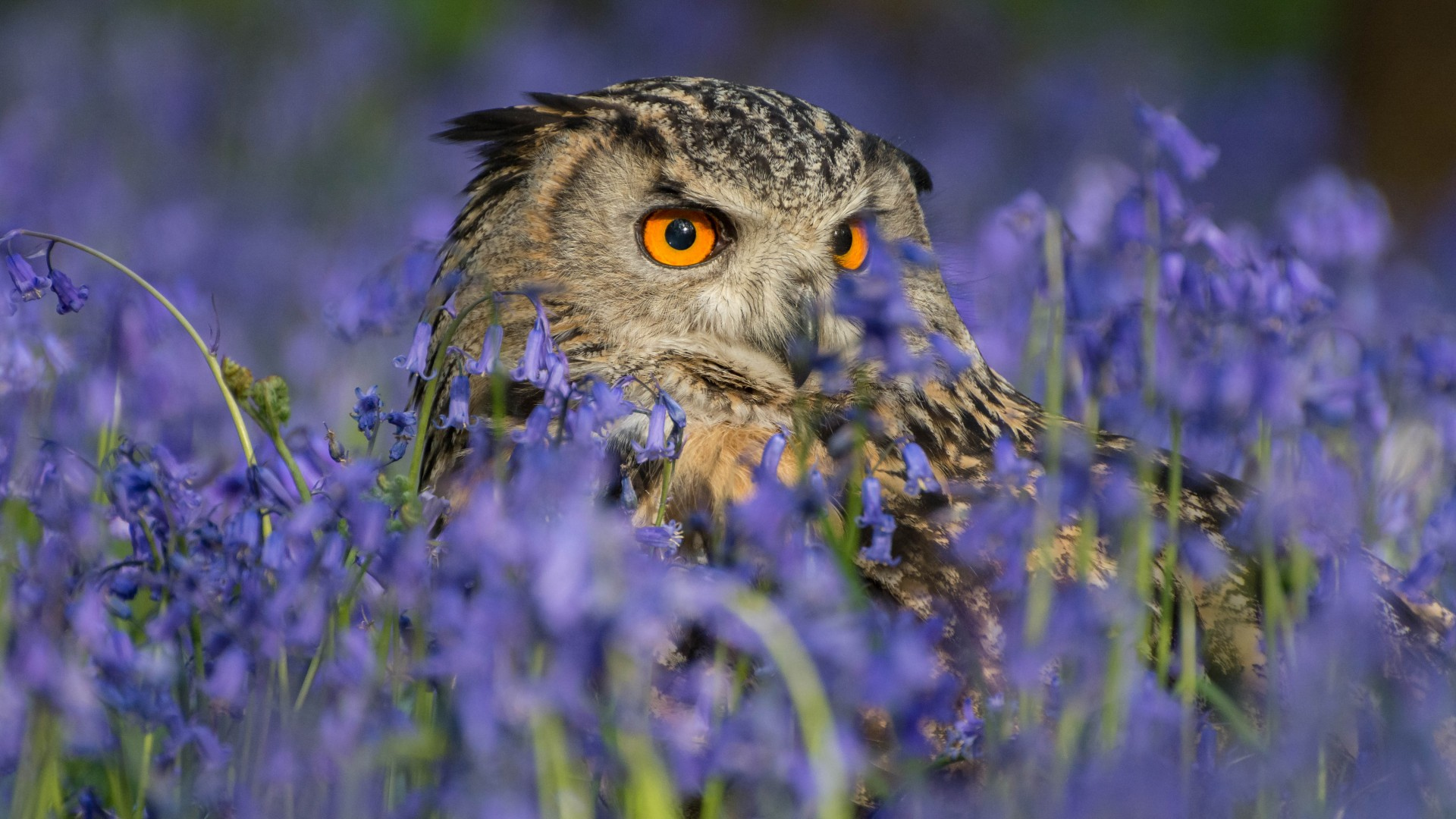 Animals-Owl