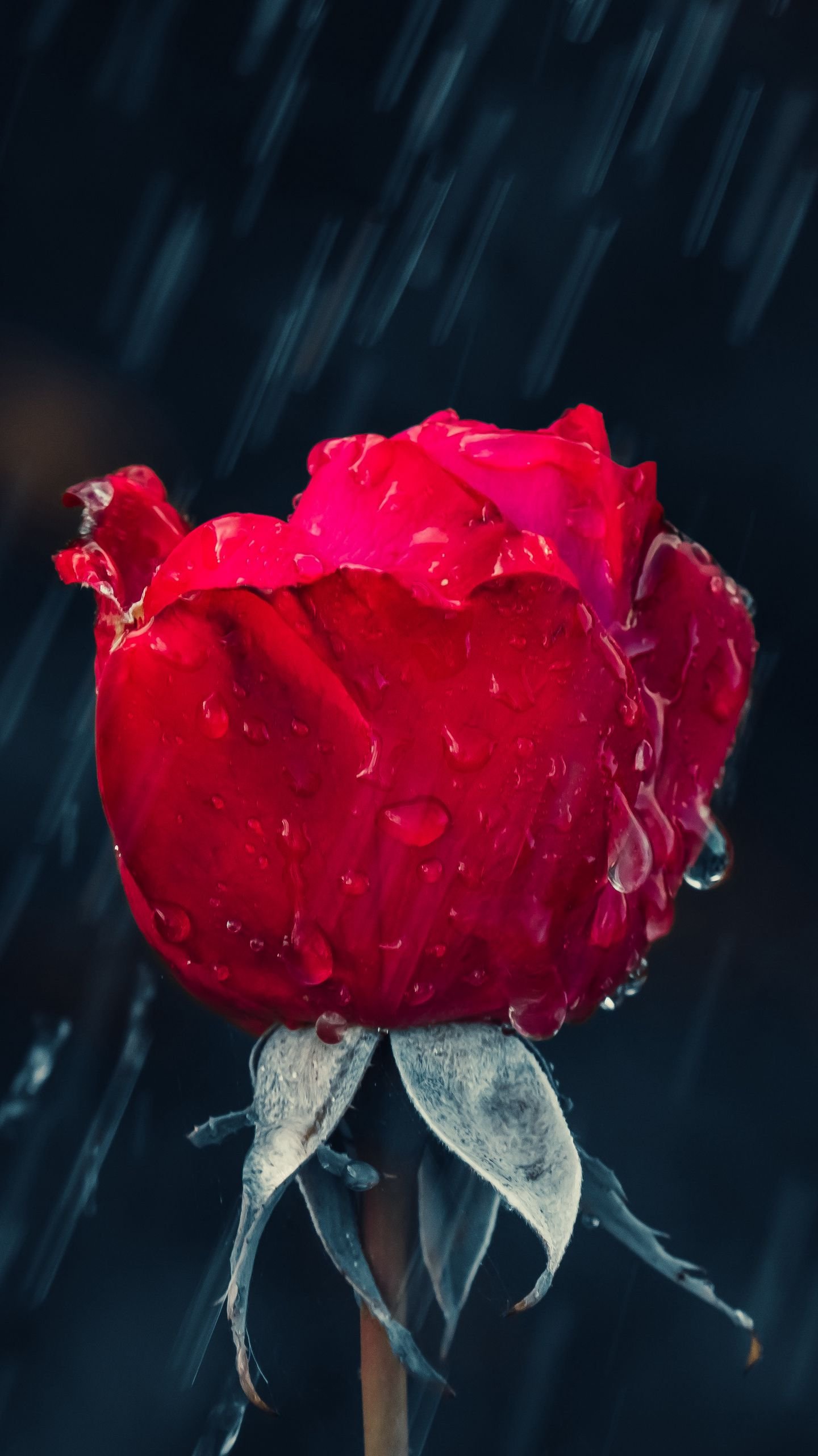 Red rose rain drops