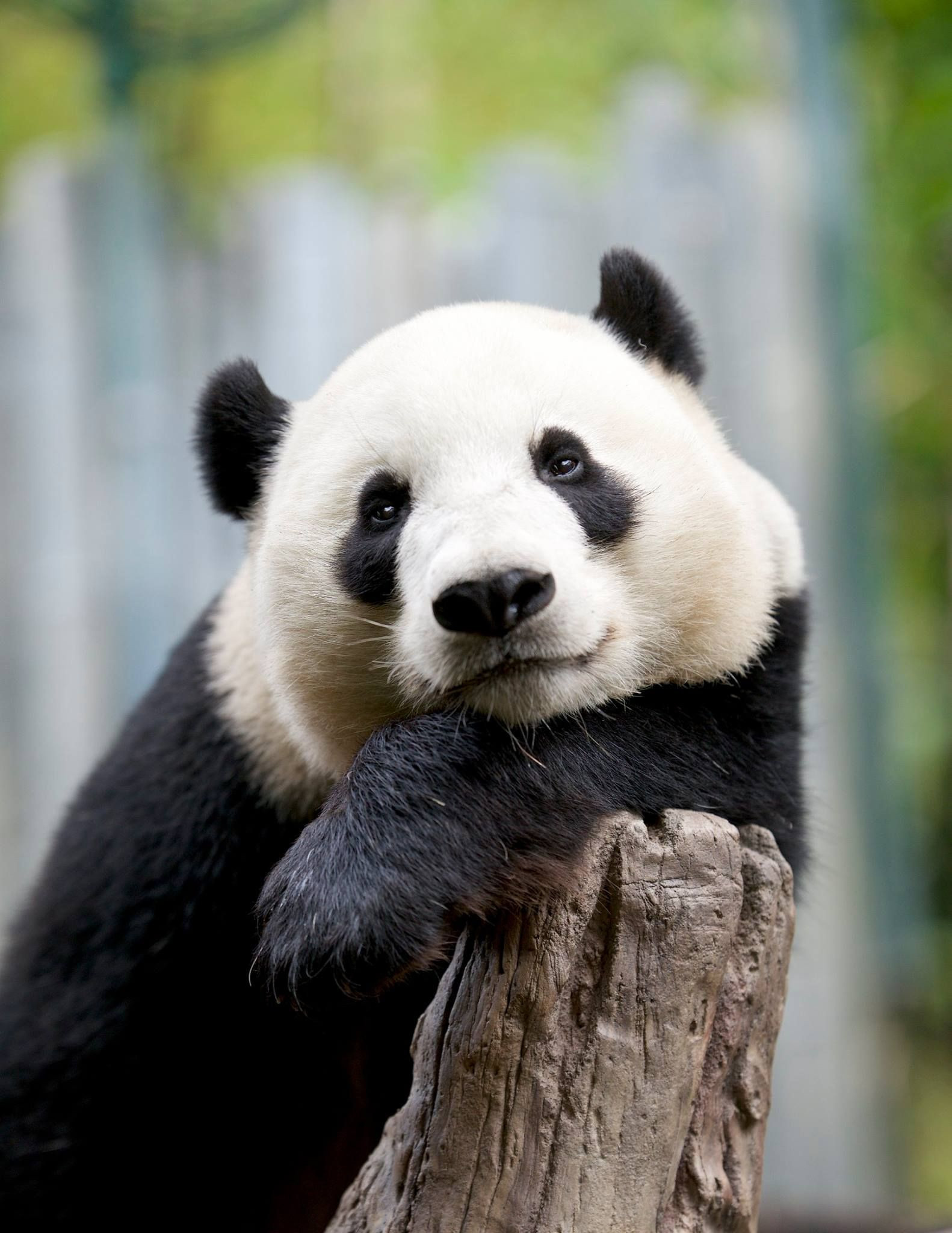 Panda | White And Black Panda