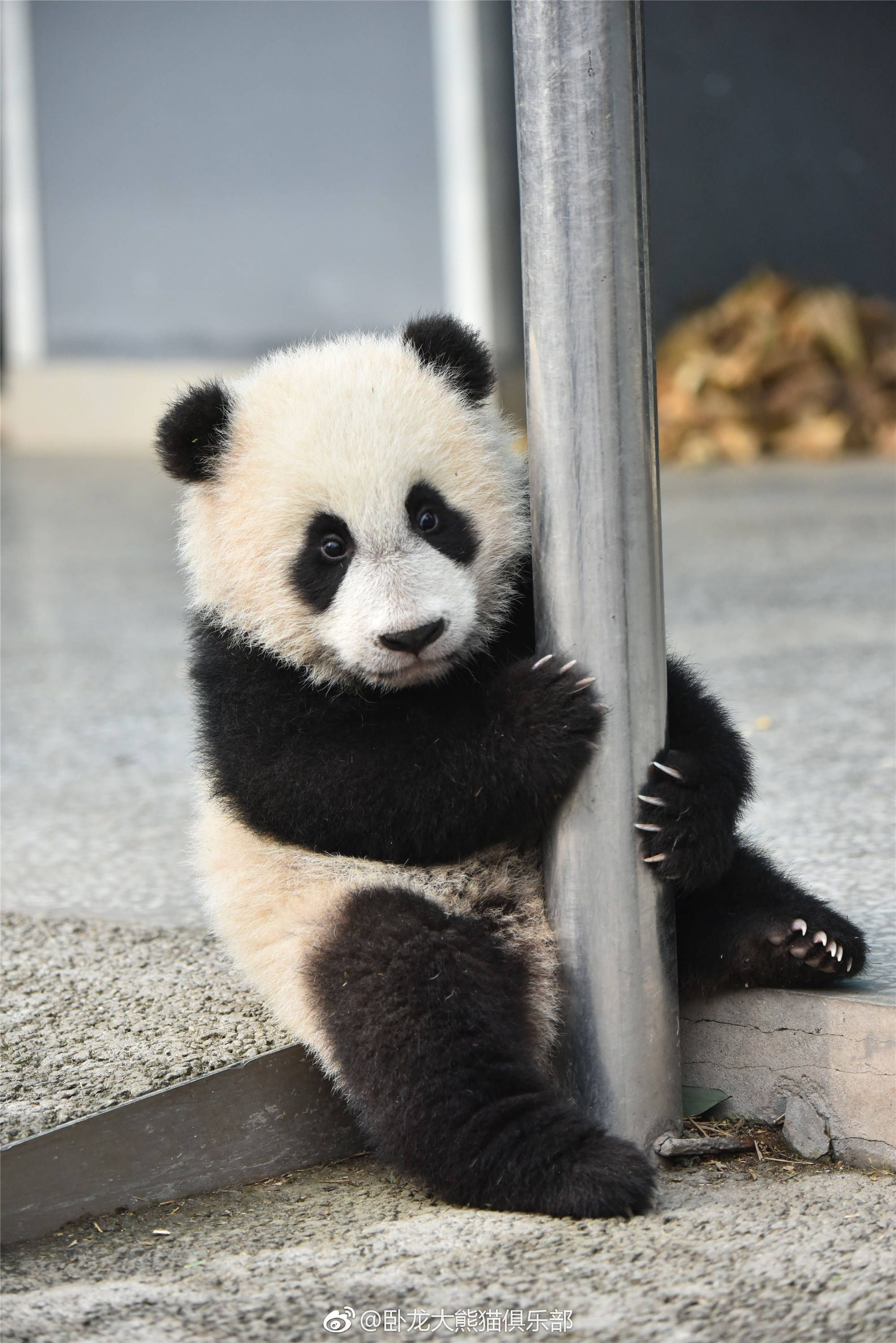 Panda | Cute | Cute Panda