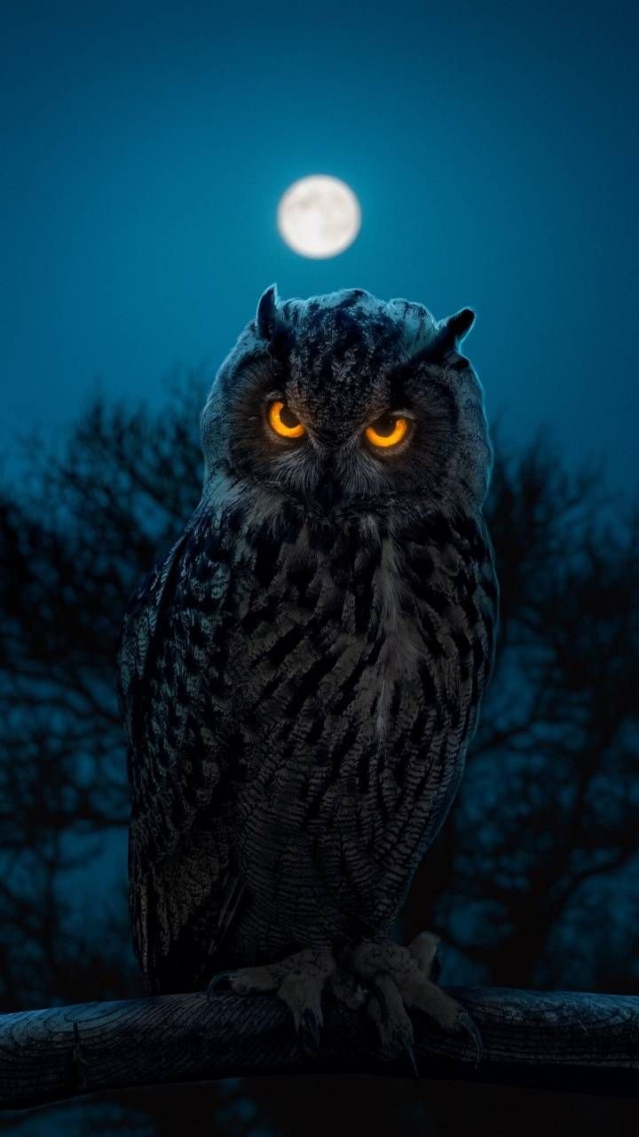 Angry Owl - Moon Background