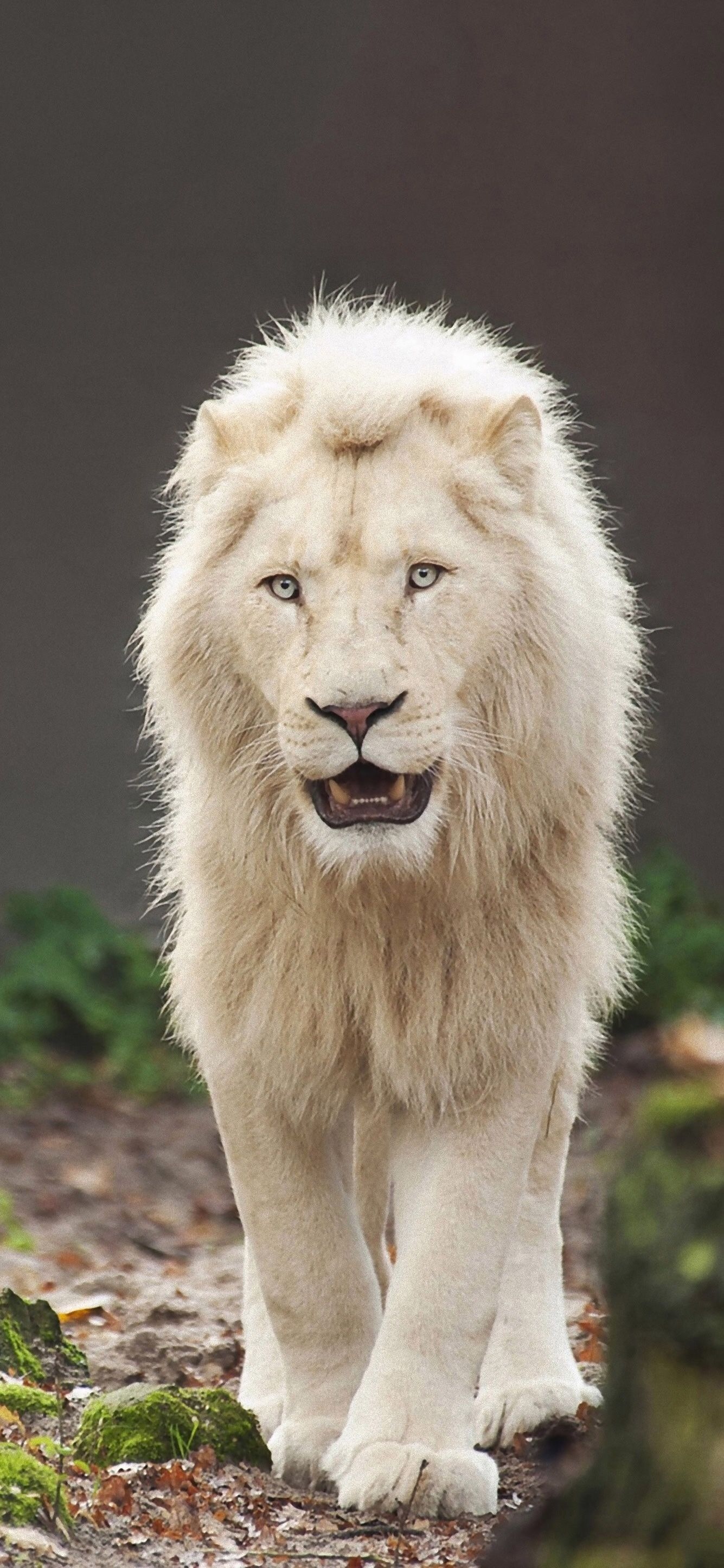 White Lion | Dangerous Animal