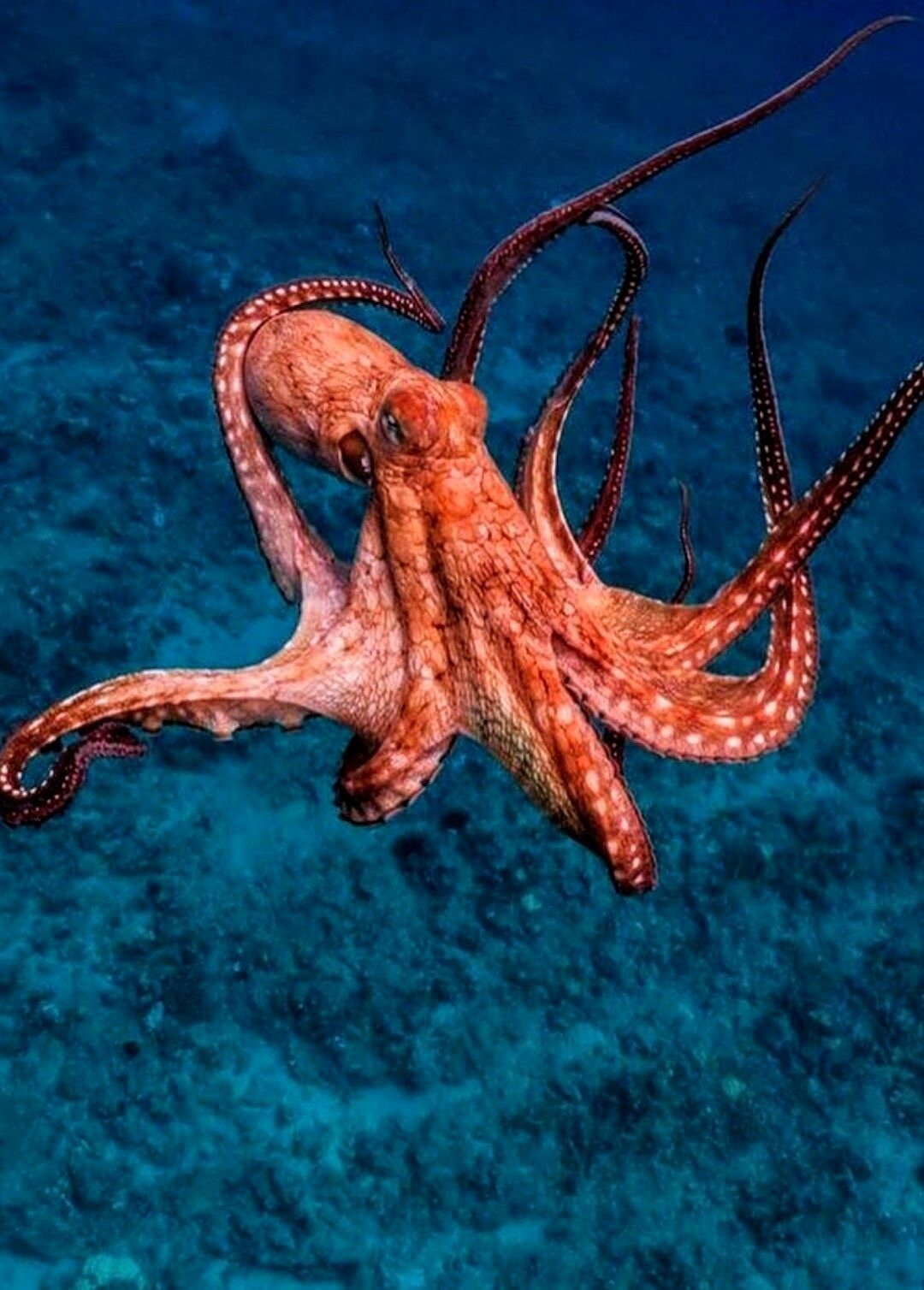 Octopus | Adorable