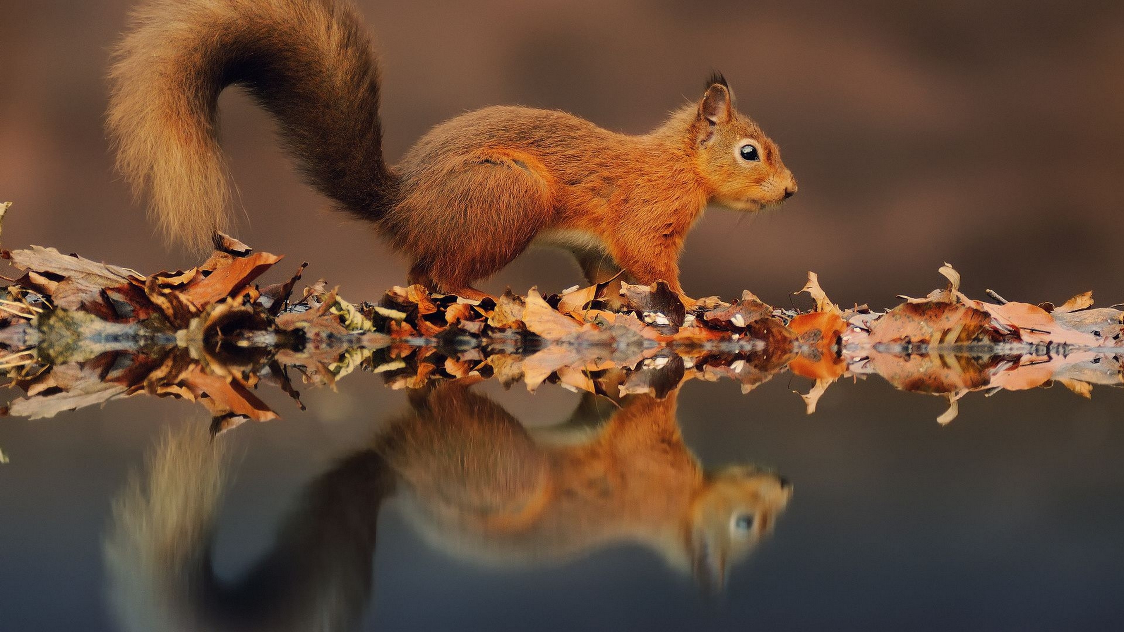 Desktop - Red Squirrel