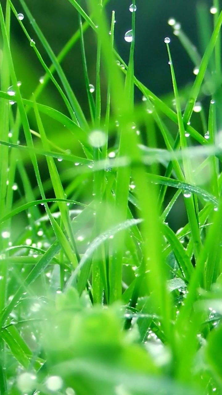 Green Dew Grass