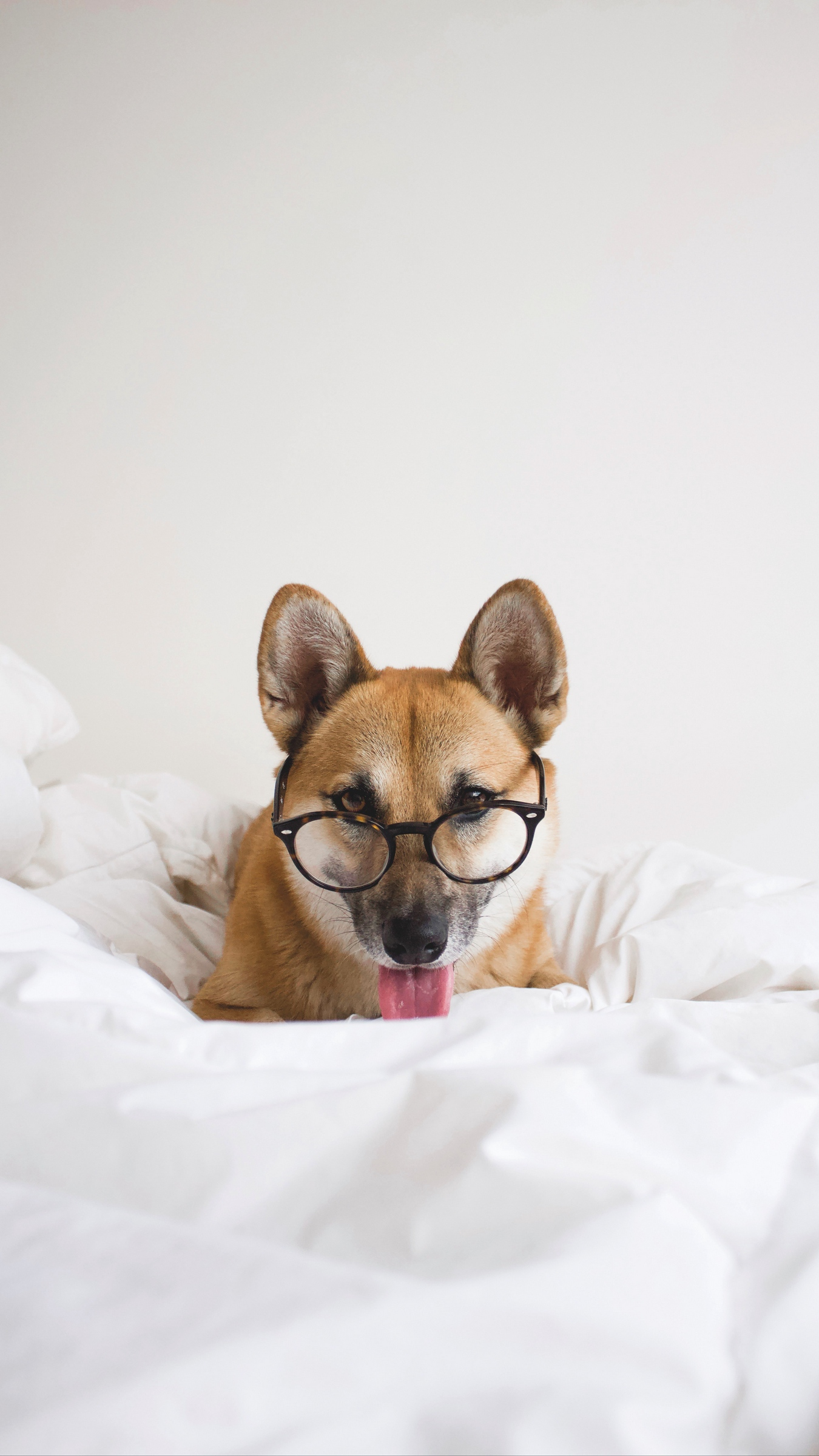 Dog in Glasses