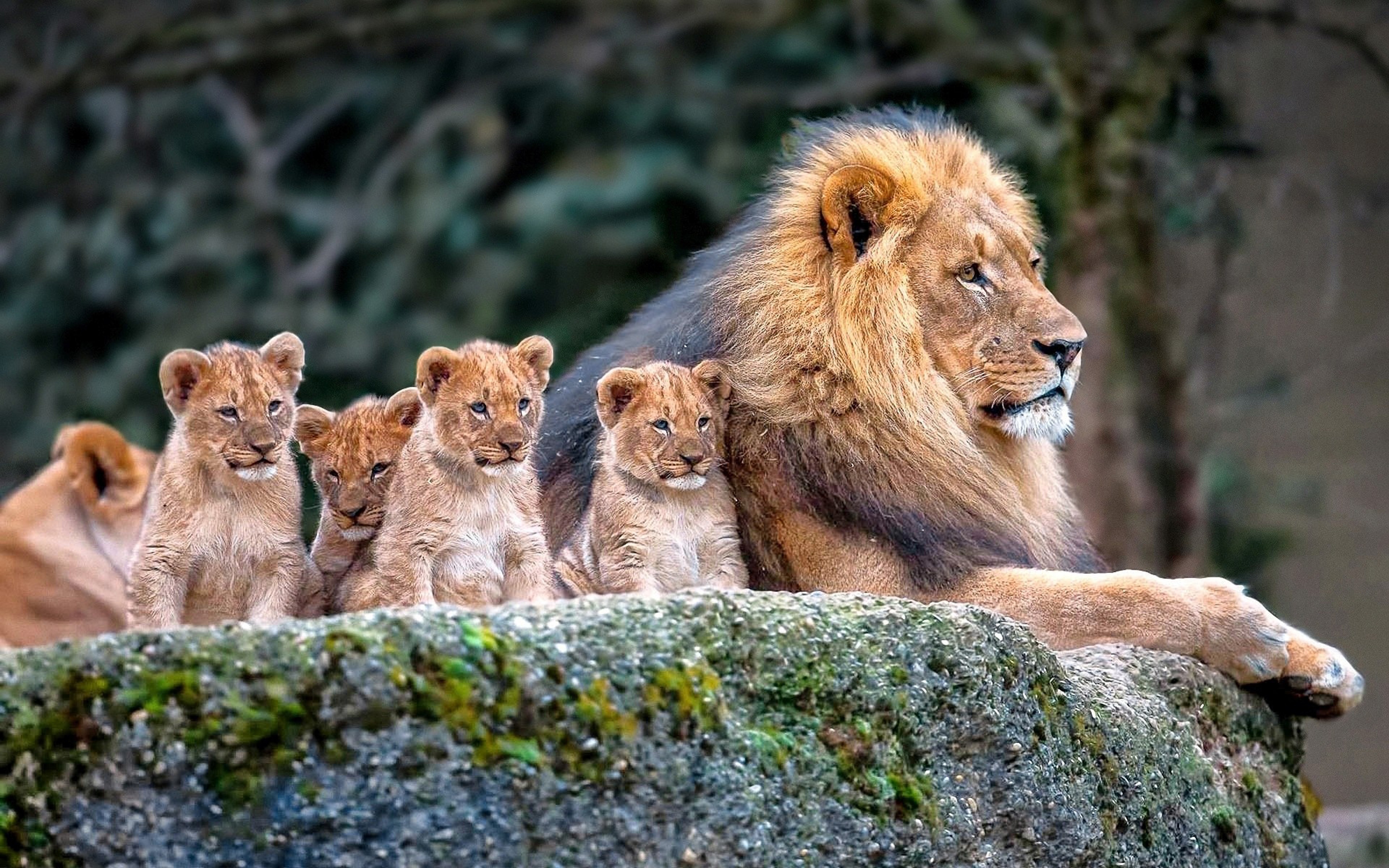 Lion Photo - Lion With Cub - Lion Family