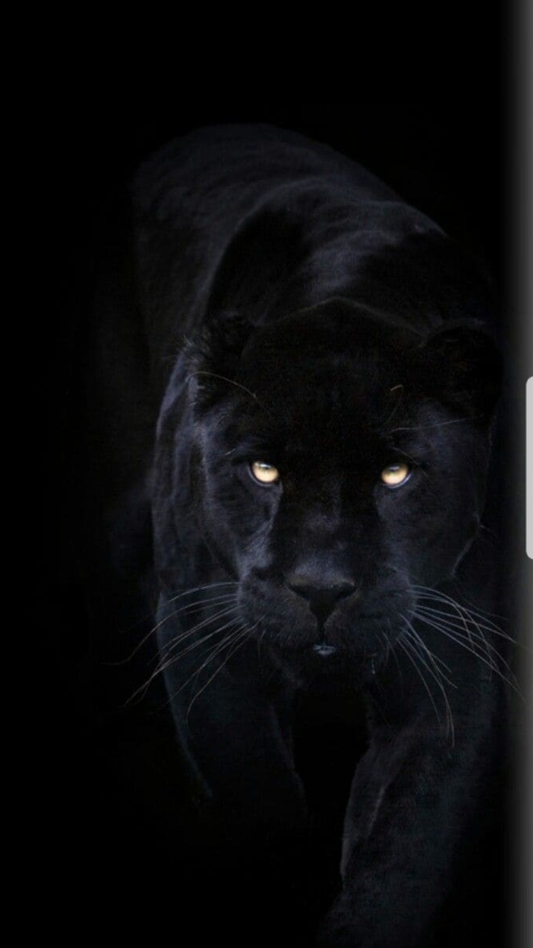 Black | Panther | Black Panther