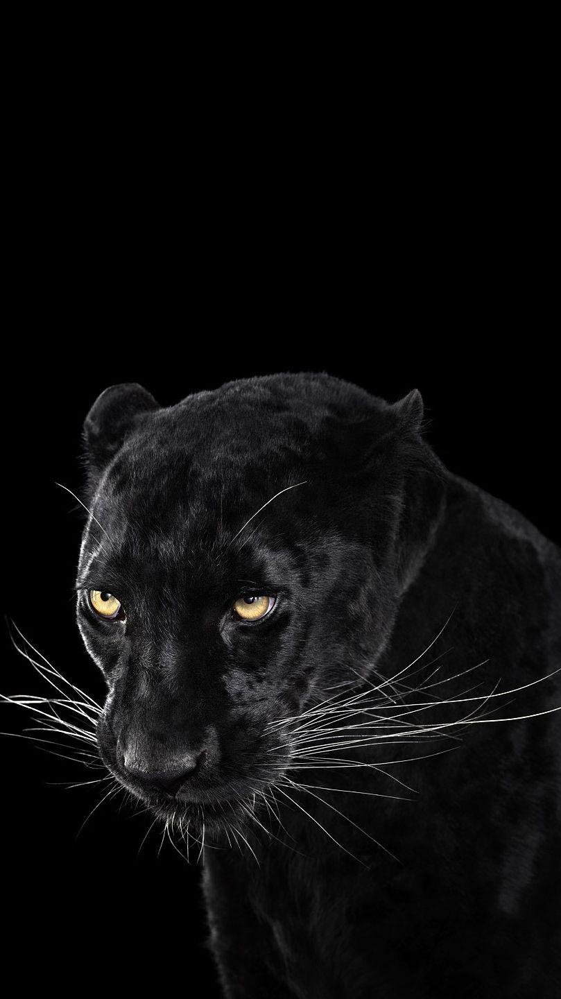 Scary Black Panther