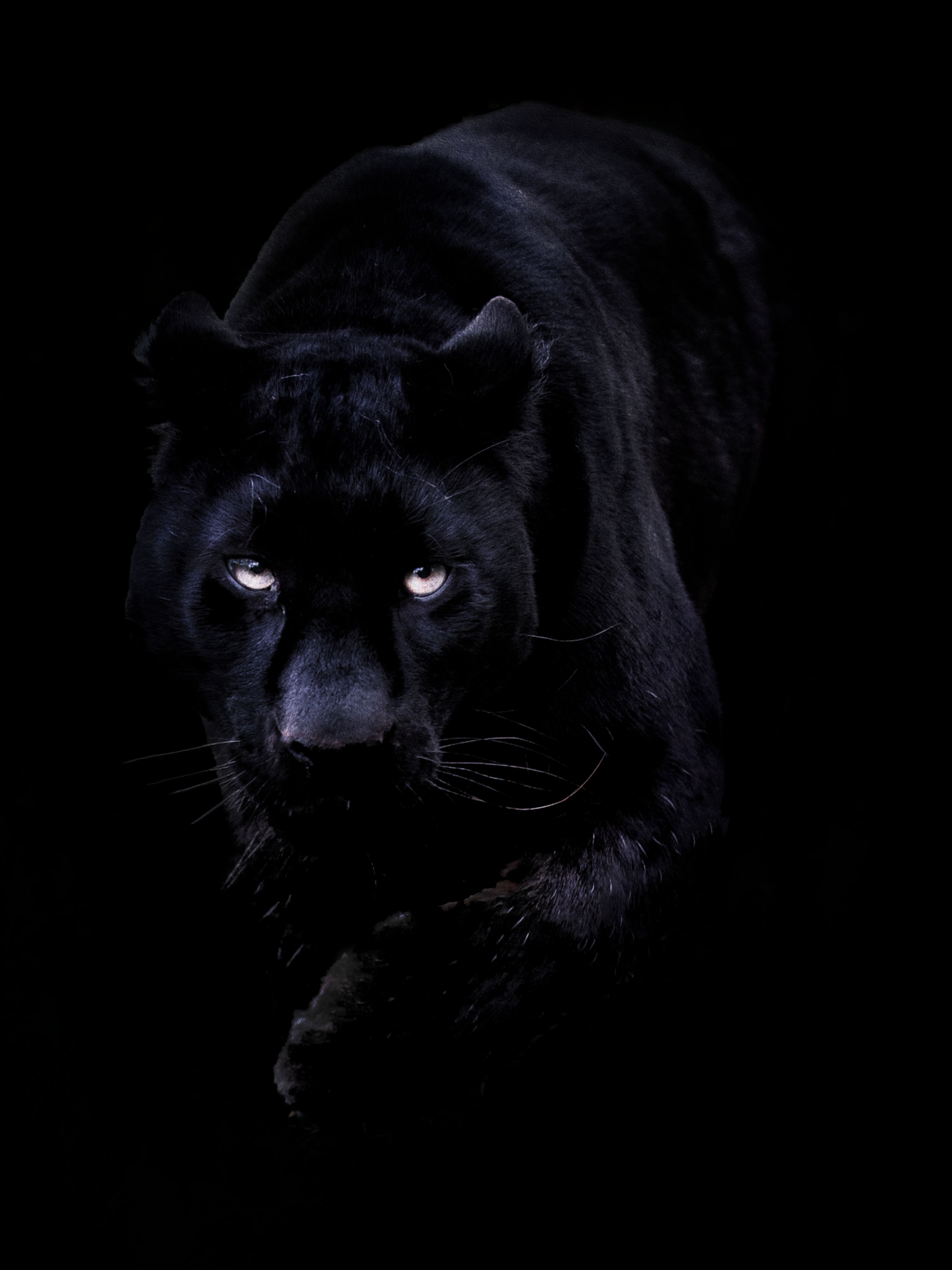 Black | Panther | Black Panther | Animal