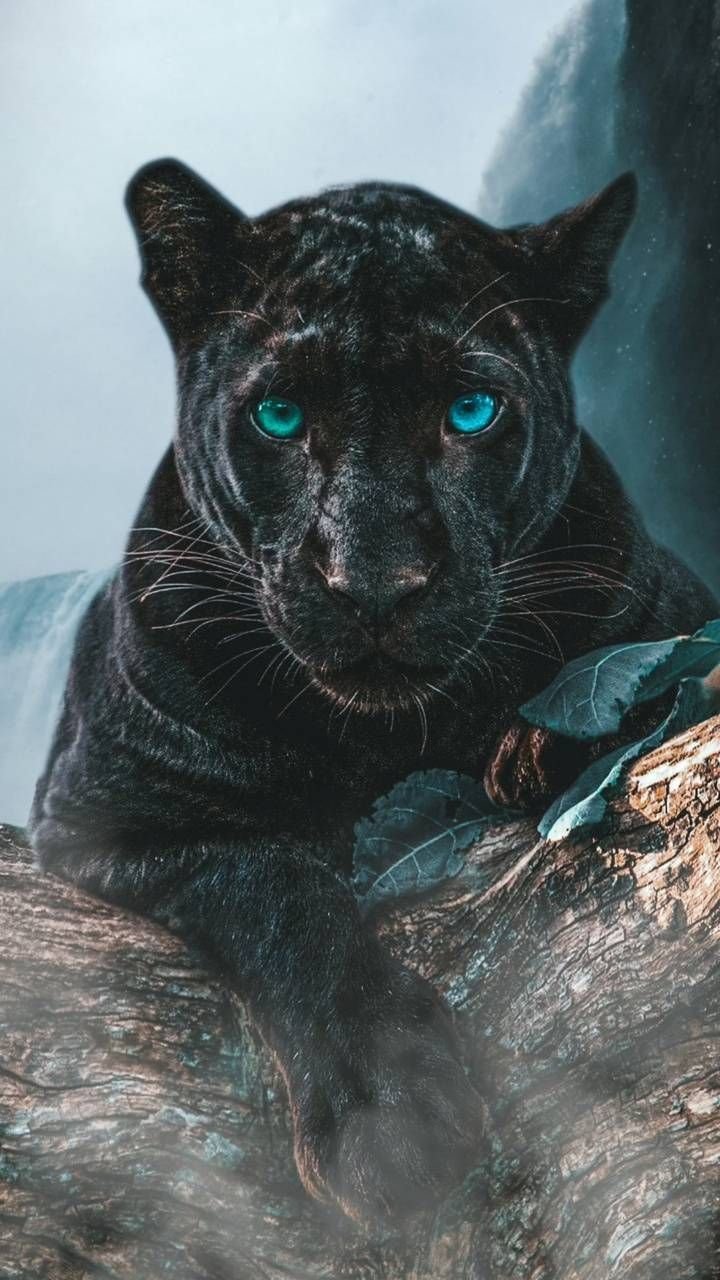 Aesthetic Black Panther