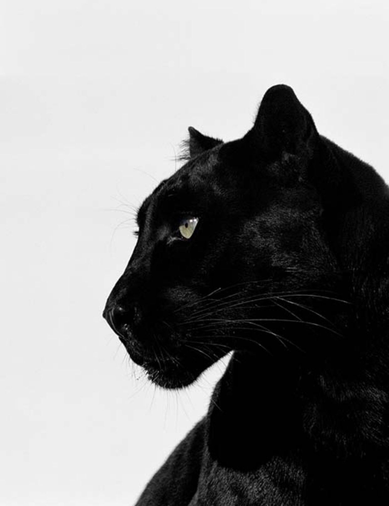 Black | Panther