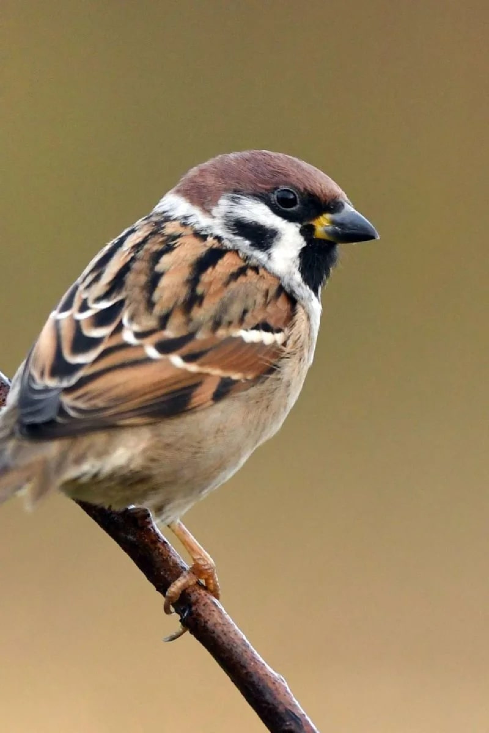 Birds Photos - Sparrow