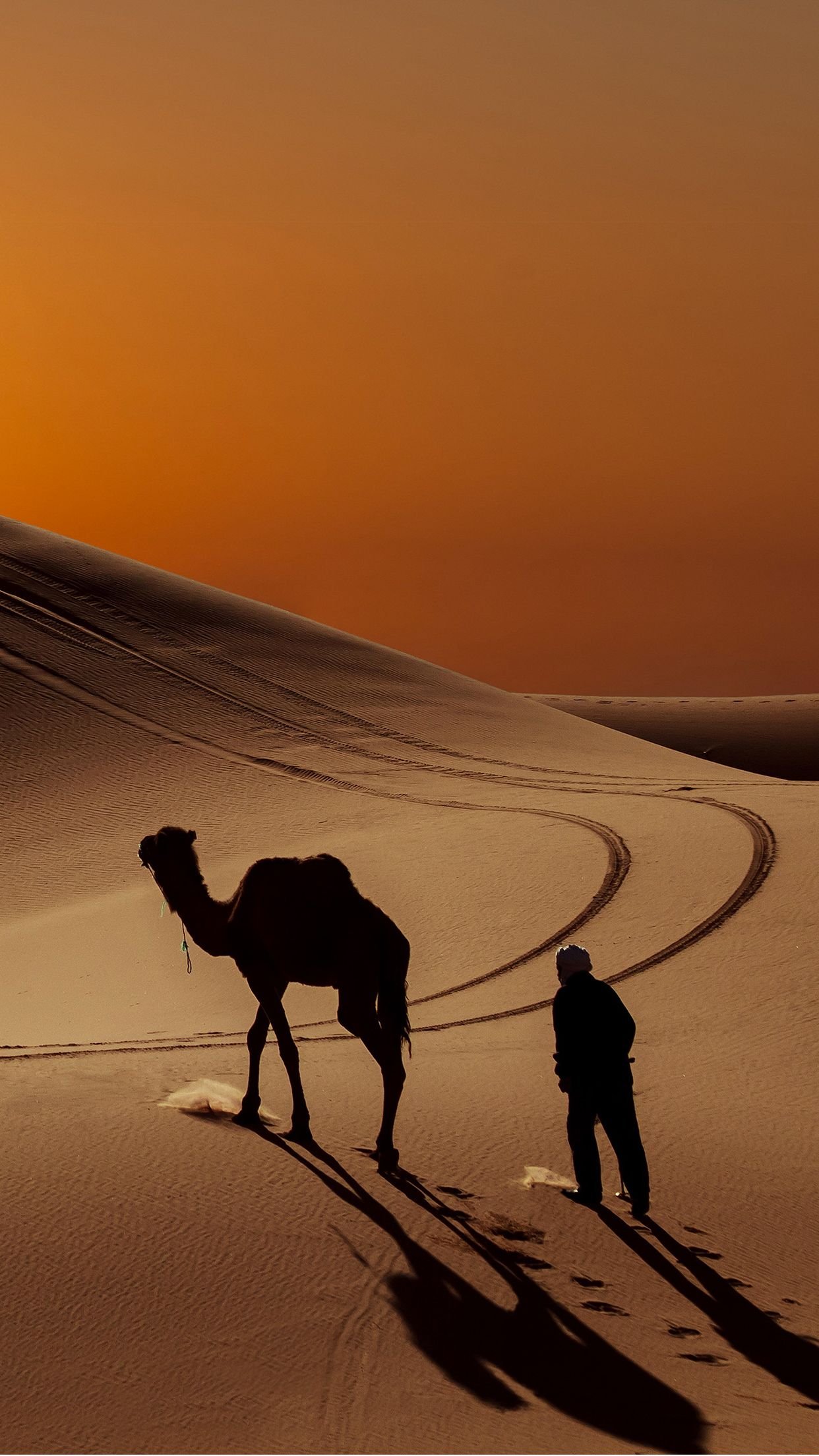 Sahara Desert camel