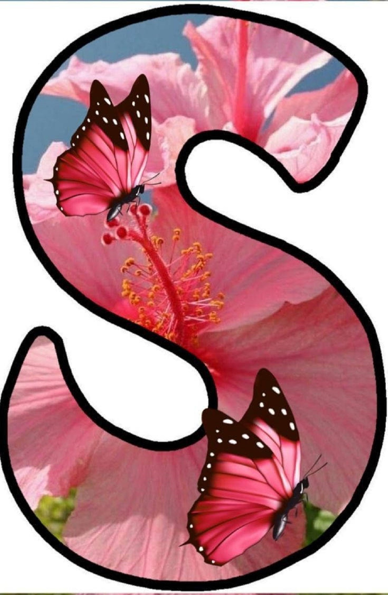 S Letter Ka - S Letter Pink Butterflies