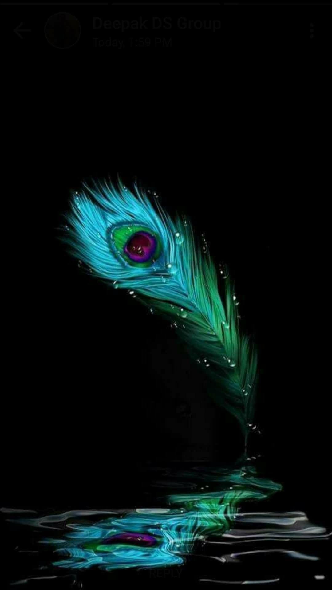 Peacock Feather - Black Background
